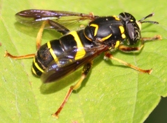 Spilomyia sayi