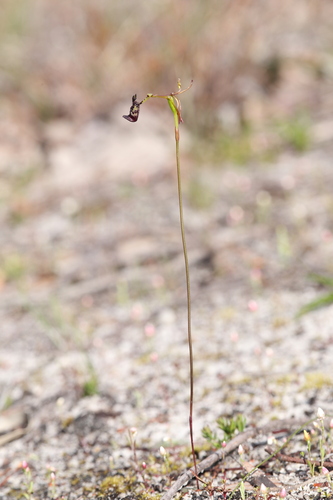 Image of Drakaea livida by (c) Hugo Innes, some rights reserved (CC BY)