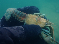 Faxonius rusticus × propinquus