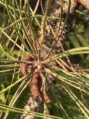 Pinus nigra