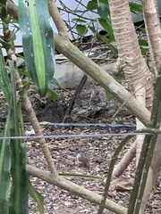 Cantorchilus superciliaris