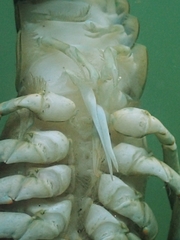 Faxonius rusticus × propinquus