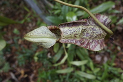 Nepenthes rafflesiana