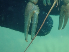 Faxonius rusticus × propinquus