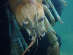 Faxonius rusticus × propinquus