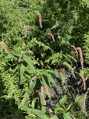 Persicaria extremiorientalis