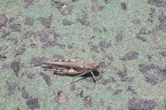 Acrotylus insubricus