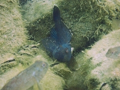 Neogobius melanostomus