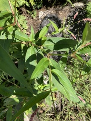 Persicaria extremiorientalis
