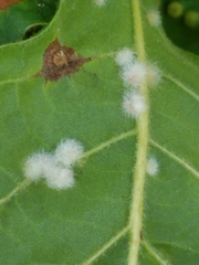 Neuroterus floccosus