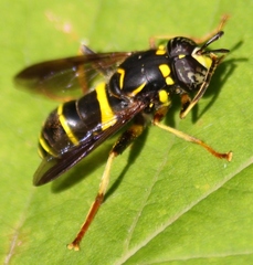 Spilomyia sayi