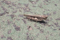 Acrotylus insubricus