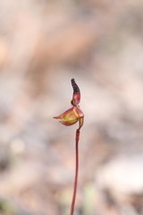 Caleana nigrita