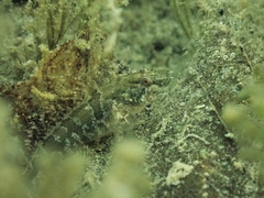 Proterorhinus semilunaris