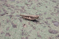 Acrotylus insubricus