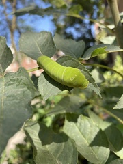 Papilio multicaudata