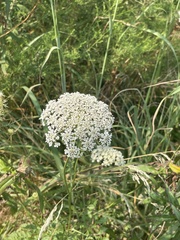 Daucus carota