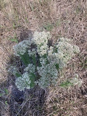 Eupatorium hyssopifolium