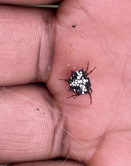 Isoxya cicatricosa