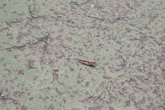 Acrotylus insubricus
