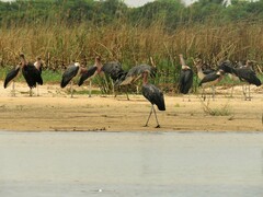 Leptoptilos crumenifer