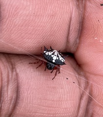 Isoxya cicatricosa