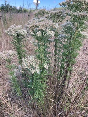 Eupatorium hyssopifolium