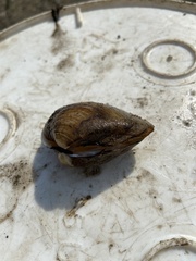 Truncilla truncata