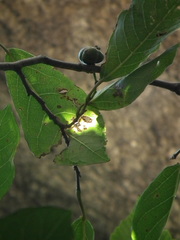 Neoshirakia japonica