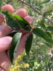 Lonicera tatarica