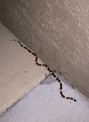 Lampropeltis elapsoides