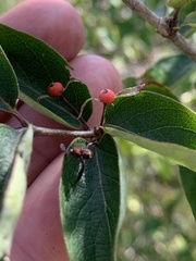 Lonicera tatarica