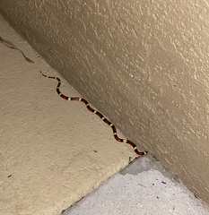 Lampropeltis elapsoides