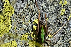 Metrioptera brachyptera