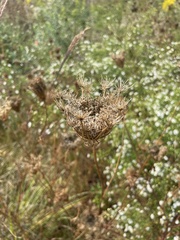 Daucus carota