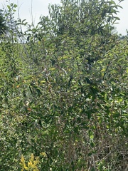 Lonicera tatarica
