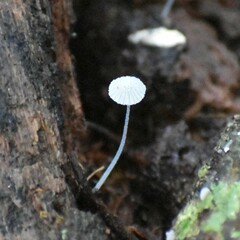 Mycena tenerrima