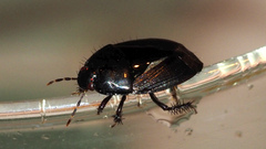 Cydnidae