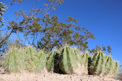 Echinocereus enneacanthus enneacanthus