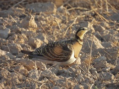Pterocles alchata