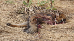 Vulpes vulpes silacea