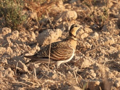 Pterocles alchata