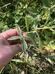 Baptisia bracteata