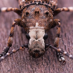 Platystomos albinus