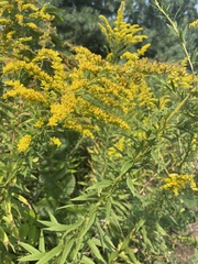 Solidago