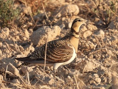Pterocles alchata