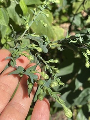 Symphyotrichum laeve