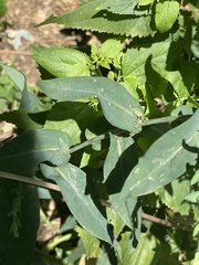 Symphyotrichum laeve