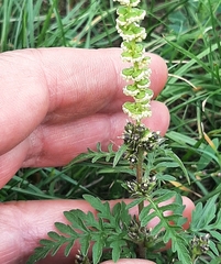 Ambrosia artemisiifolia