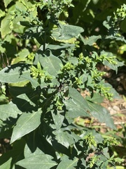 Symphyotrichum laeve